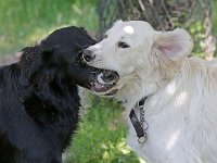 Puppys van Bliss040622-0162